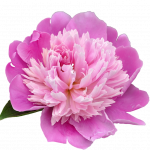 pngegg (41) pngegg (41)